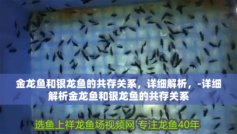 金龍魚和銀龍魚的共存關系，詳細解析，-詳細解析金龍魚和銀龍魚的共存關系