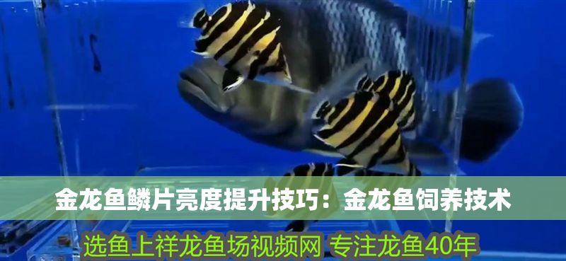 金龍魚鱗片亮度提升技巧：金龍魚飼養技術 金龍魚鱗片亮度提升技巧：金龍魚飼養技術 金龍魚百科 第6張