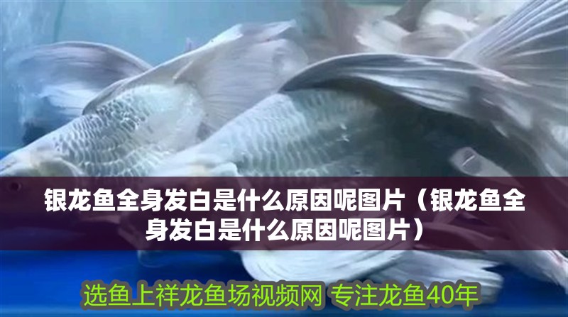 銀龍魚全身發(fā)白是什么原因呢圖片（銀龍魚全身發(fā)白是什么原因呢圖片）