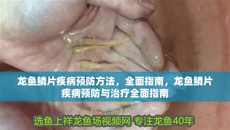 龍魚鱗片疾病預防方法，全面指南，龍魚鱗片疾病預防與治療全面指南