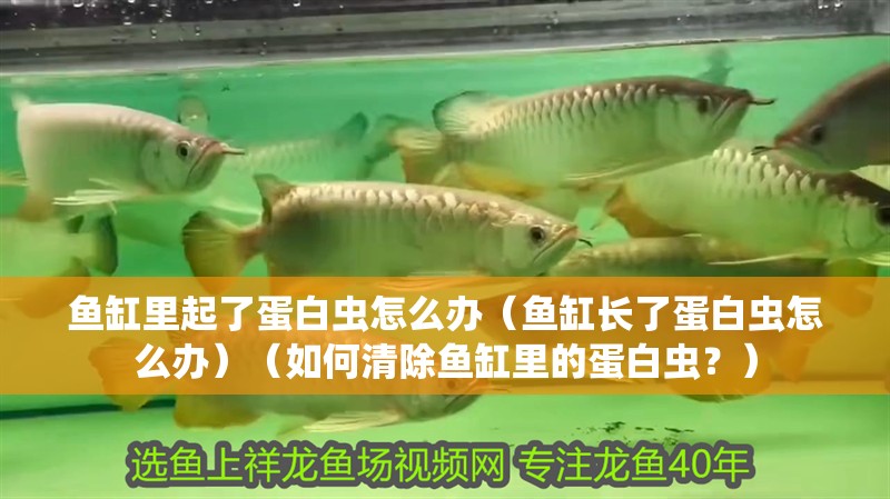 魚缸里起了蛋白蟲怎么辦（魚缸長了蛋白蟲怎么辦）（如何清除魚缸里的蛋白蟲？）