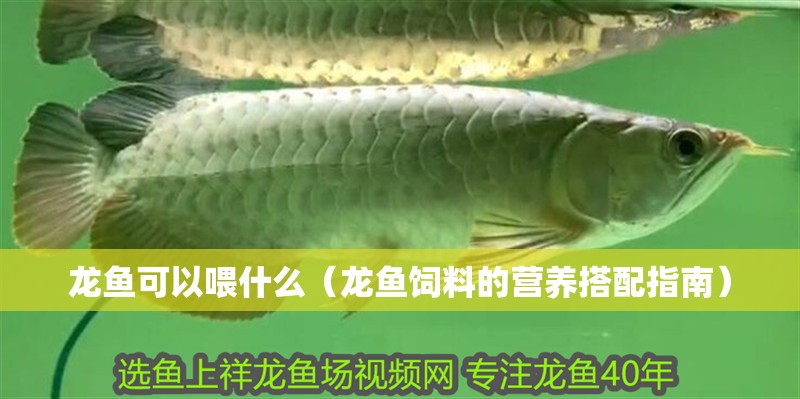 龍魚可以喂什么（龍魚飼料的營養(yǎng)搭配指南）