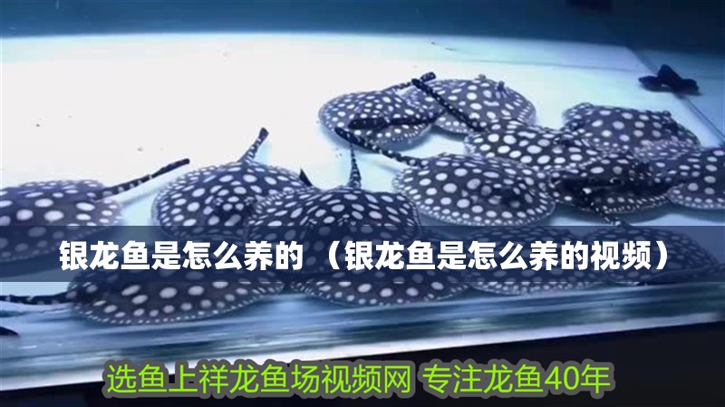 銀龍魚是怎么養的 （銀龍魚是怎么養的視頻）