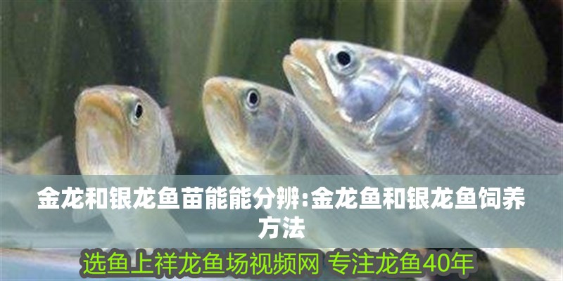 金龍和銀龍魚苗能能分辨:金龍魚和銀龍魚飼養(yǎng)方法