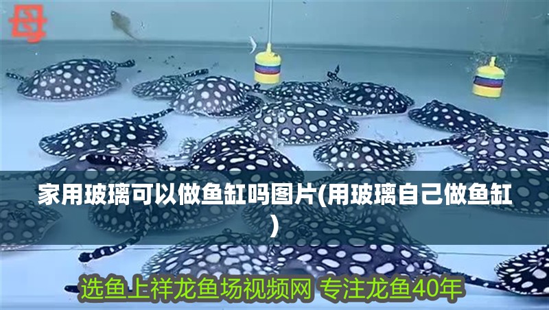 家用玻璃可以做魚缸嗎圖片(用玻璃自己做魚缸)