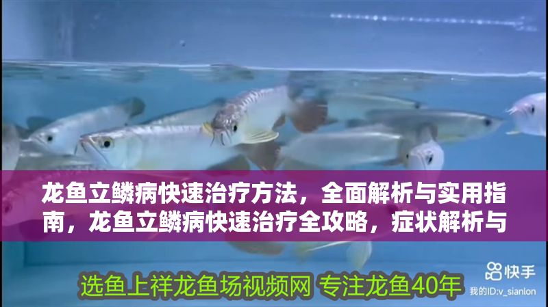 龍魚立鱗病快速治療方法，全面解析與實用指南，龍魚立鱗病快速治療全攻略，癥狀解析與實用救治指南