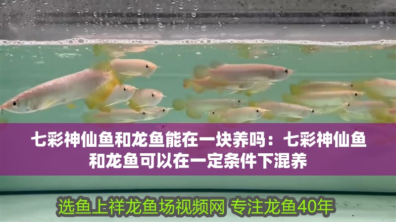 七彩神仙魚和龍魚能在一塊養嗎：七彩神仙魚和龍魚可以在一定條件下混養