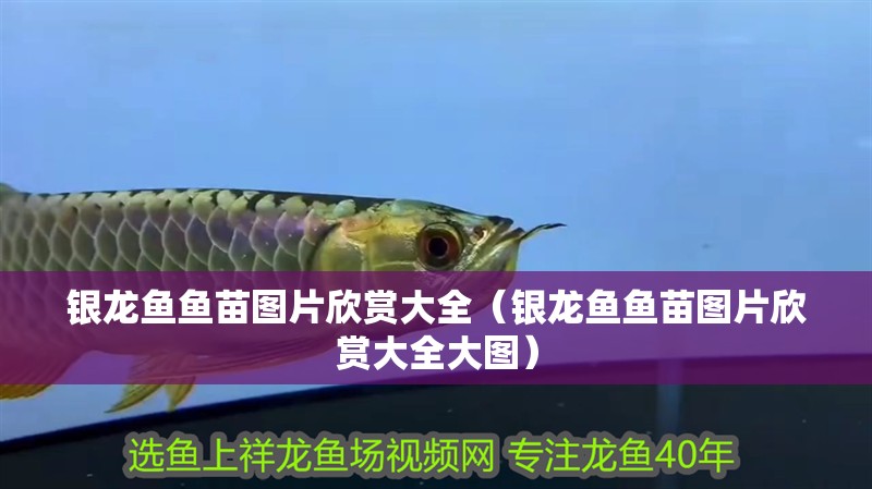銀龍魚魚苗圖片欣賞大全（銀龍魚魚苗圖片欣賞大全大圖）