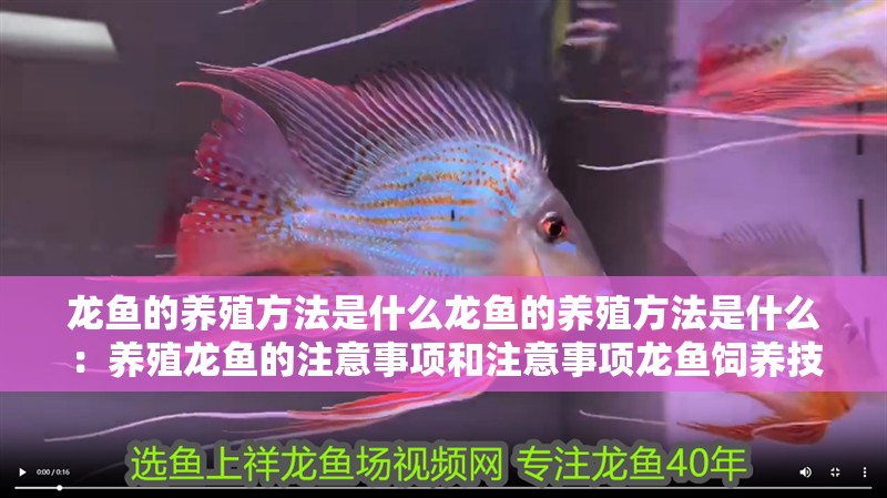 龍魚(yú)的養(yǎng)殖方法是什么龍魚(yú)的養(yǎng)殖方法是什么：養(yǎng)殖龍魚(yú)的注意事項(xiàng)和注意事項(xiàng)龍魚(yú)飼養(yǎng)技巧