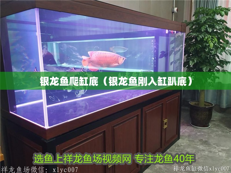 銀龍魚爬缸底（銀龍魚剛入缸趴底）