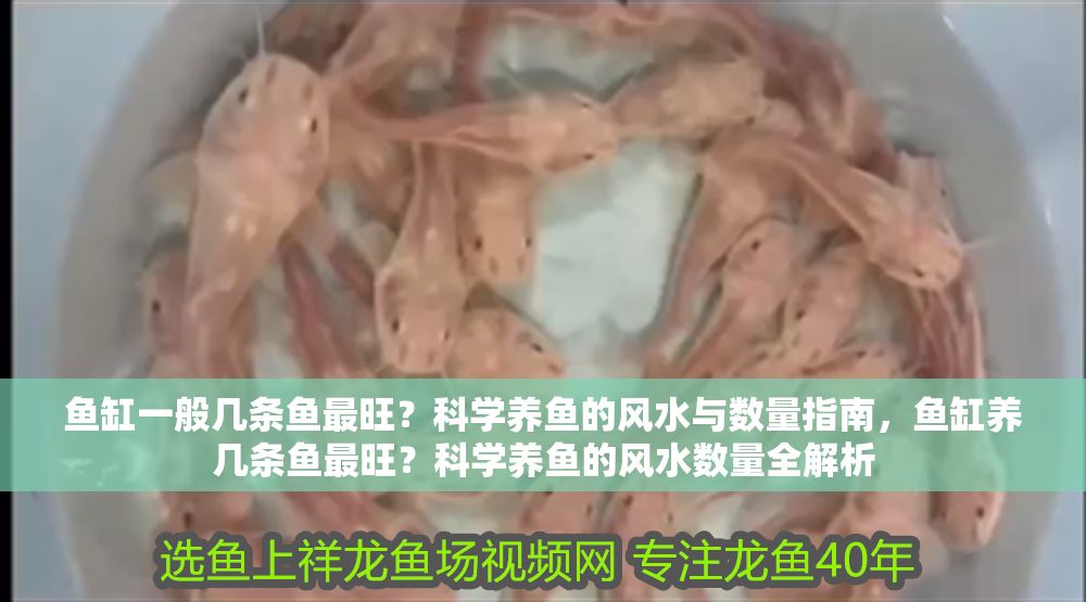 魚缸一般幾條魚最旺？科學(xué)養(yǎng)魚的風(fēng)水與數(shù)量指南，魚缸養(yǎng)幾條魚最旺？科學(xué)養(yǎng)魚的風(fēng)水?dāng)?shù)量全解析