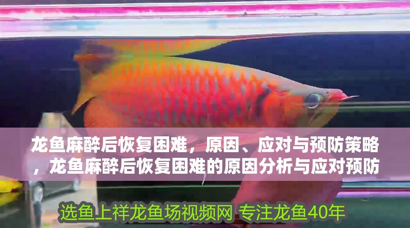 龍魚麻醉后恢復困難，原因、應對與預防策略，龍魚麻醉后恢復困難的原因分析與應對預防策略