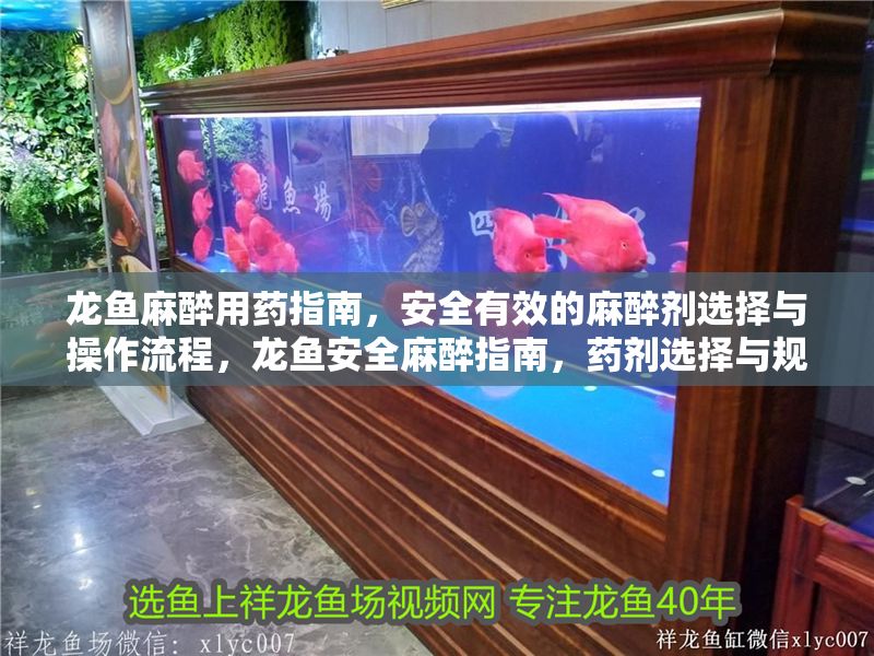 龍魚麻醉用藥指南，安全有效的麻醉劑選擇與操作流程，龍魚安全麻醉指南，藥劑選擇與規范操作流程