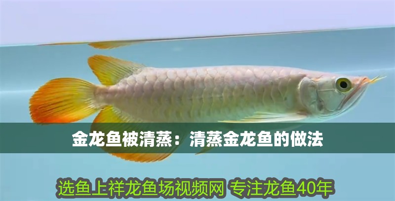 金龍魚被清蒸：清蒸金龍魚的做法