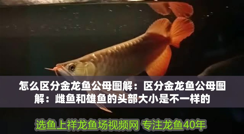 怎么區分金龍魚公母圖解：區分金龍魚公母圖解：雌魚和雄魚的頭部大小是不一樣的