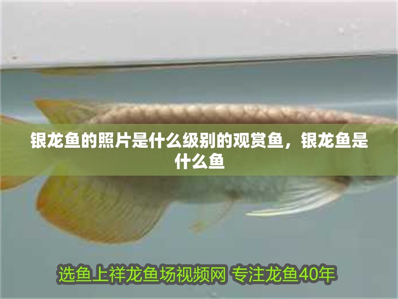 魚缸造景先放沙還是先放水(魚缸造景先鋪沙還是先放石頭) 銀龍魚的照片是什么級別的觀賞魚,銀龍魚是什么魚 銀龍魚百科 銀龍魚的照片是什么級別的觀賞魚,銀龍魚是什么魚 銀龍魚的照片是什么級別的觀賞魚,銀龍魚是什么魚 銀龍魚百科