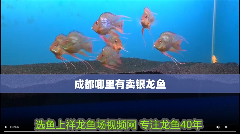 成都哪里有賣銀龍魚 成都哪里有賣銀龍魚 銀龍魚百科