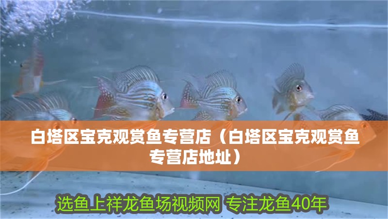 白塔區寶克觀賞魚專營店（白塔區寶克觀賞魚專營店地址）