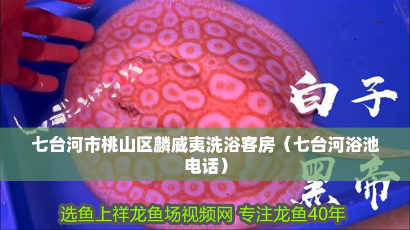 七臺河市桃山區麟威夷洗浴客房（七臺河浴池電話）