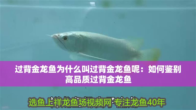 過背金龍魚為什么叫過背金龍魚呢：如何鑒別高品質過背金龍魚 過背金龍魚為什么叫過背金龍魚呢：如何鑒別高品質過背金龍魚 金龍魚百科 第1張