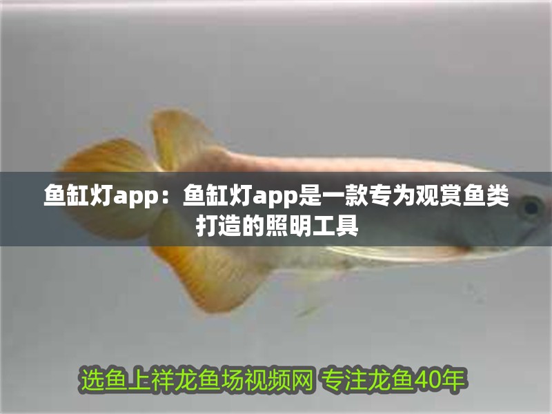 魚缸燈app：魚缸燈app是一款專為觀賞魚類打造的照明工具
