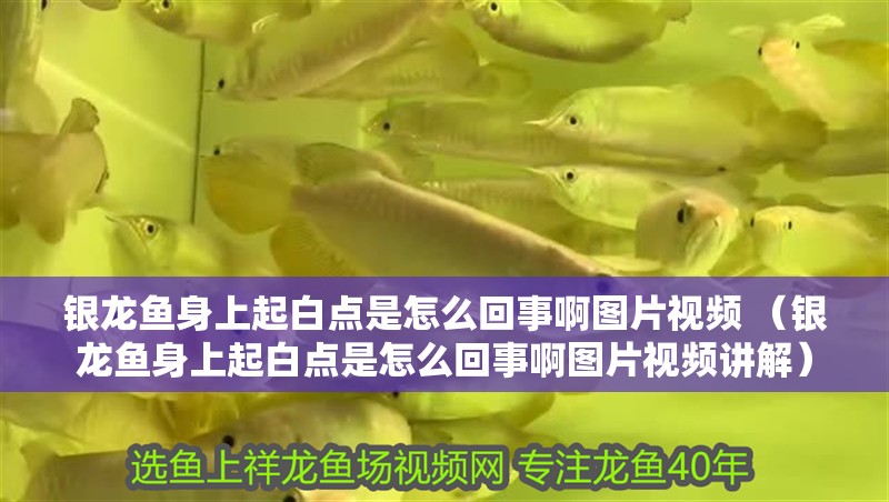 銀龍魚身上起白點是怎么回事啊圖片視頻 （銀龍魚身上起白點是怎么回事啊圖片視頻講解）