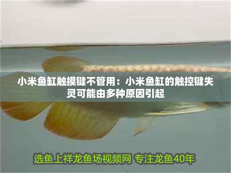 小米魚缸觸摸鍵不管用：小米魚缸的觸控鍵失靈可能由多種原因引起