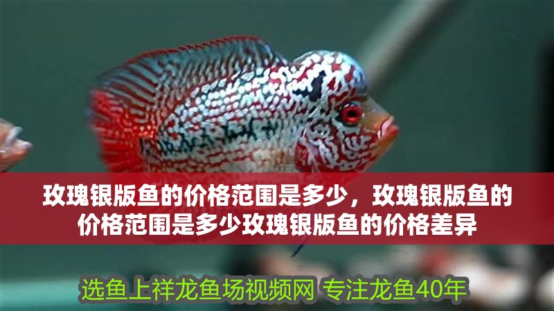 玫瑰銀版魚的價(jià)格范圍是多少，玫瑰銀版魚的價(jià)格范圍是多少玫瑰銀版魚的價(jià)格差異