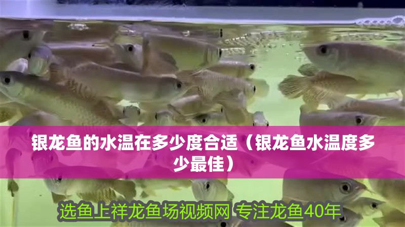 銀龍魚(yú)的水溫在多少度合適（銀龍魚(yú)水溫度多少最佳）