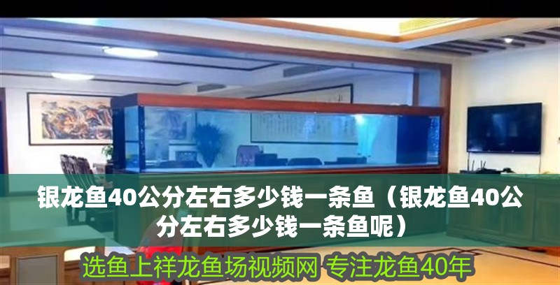銀龍魚40公分左右多少錢一條魚（銀龍魚40公分左右多少錢一條魚呢）