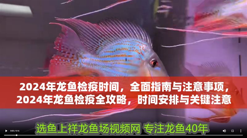 2024年龍魚檢疫時間，全面指南與注意事項，2024年龍魚檢疫全攻略，時間安排與關鍵注意事項