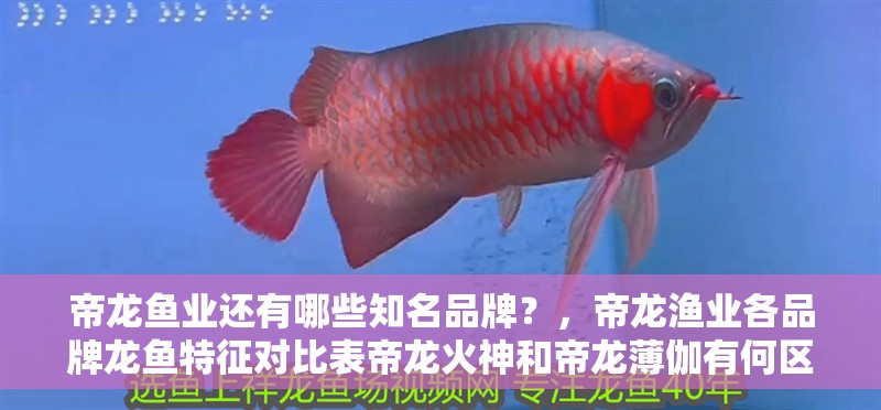 帝龍魚業(yè)還有哪些知名品牌？，帝龍漁業(yè)各品牌龍魚特征對比表帝龍火神和帝龍薄伽有何區(qū)別
