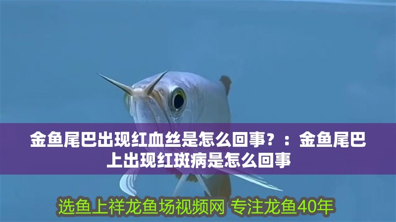 金魚尾巴出現紅血絲是怎么回事？：金魚尾巴上出現紅斑病是怎么回事