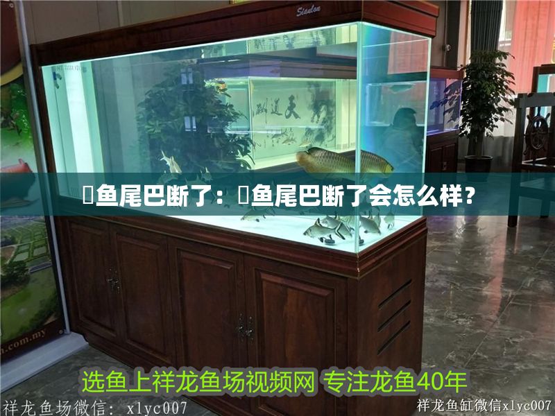 魟魚尾巴斷了：魟魚尾巴斷了會怎么樣？