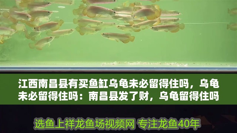 <strong><mark>江西</mark></strong>南昌縣有買魚缸烏龜未必留得住嗎，烏龜未必留得住嗎：南昌縣發了財，烏龜留得住嗎？