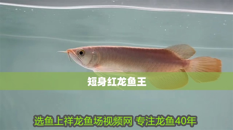 短身紅龍魚王
