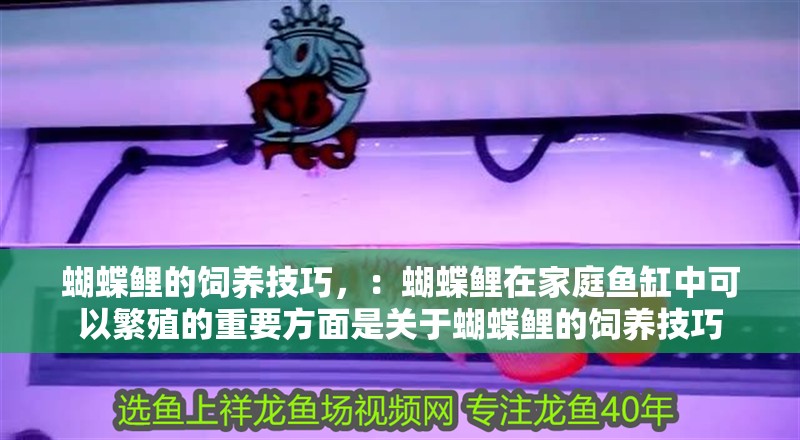 蝴蝶鯉的飼養技巧，：蝴蝶鯉在家庭魚缸中可以繁殖的重要方面是關于蝴蝶鯉的飼養技巧