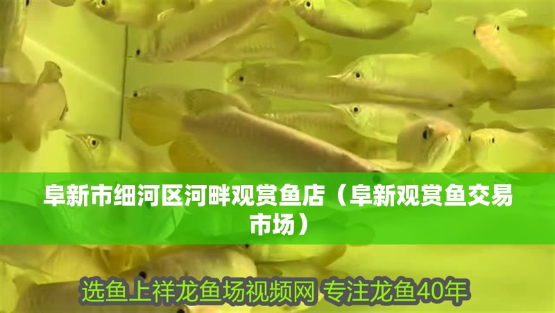阜新市細(xì)河區(qū)河畔觀賞魚(yú)店（阜新觀賞魚(yú)交易市場(chǎng)）