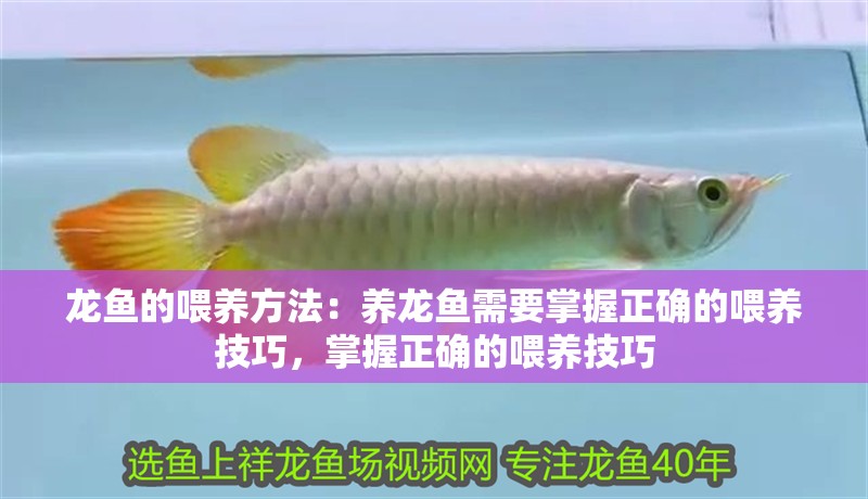 龍魚的喂養(yǎng)方法：養(yǎng)龍魚需要掌握正確的喂養(yǎng)技巧，掌握正確的喂養(yǎng)技巧