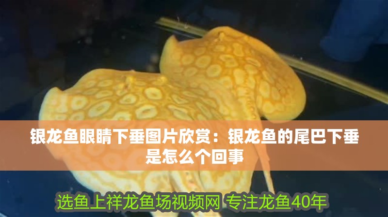 銀龍魚眼睛下垂圖片欣賞：銀龍魚的尾巴下垂是怎么個(gè)回事