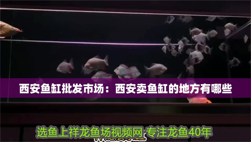 西安魚缸批發市場：西安賣魚缸的地方有哪些