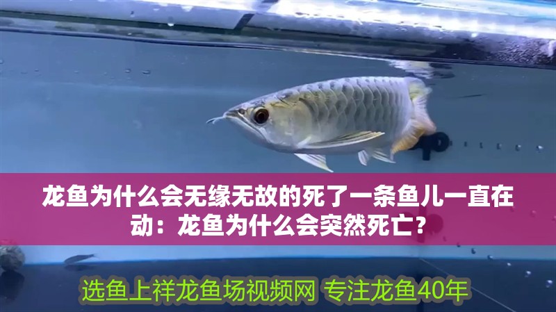 龍魚為什么會無緣無故的死了一條魚兒一直在動：龍魚為什么會突然死亡？