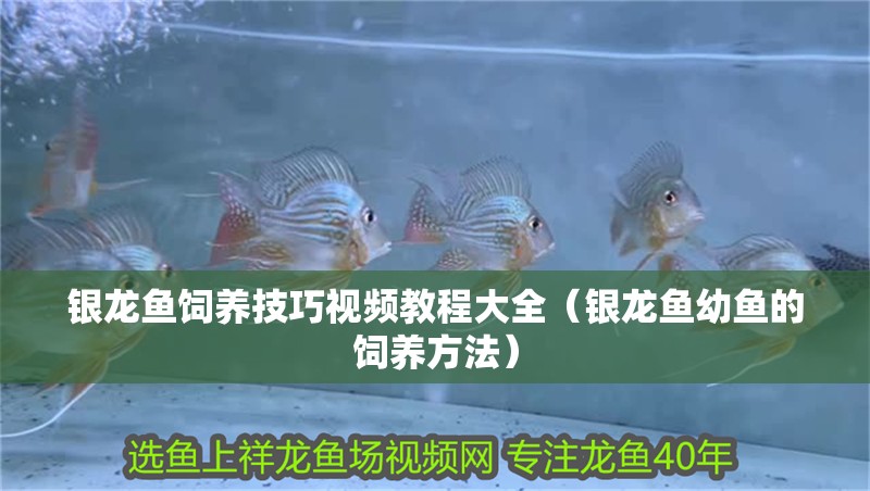 銀龍魚飼養技巧視頻教程大全（銀龍魚幼魚的飼養方法）