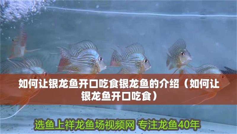 如何讓銀龍魚開口吃食銀龍魚的介紹（如何讓銀龍魚開口吃食）