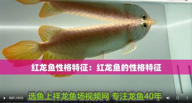 紅龍魚性格特征：紅龍魚的性格特征