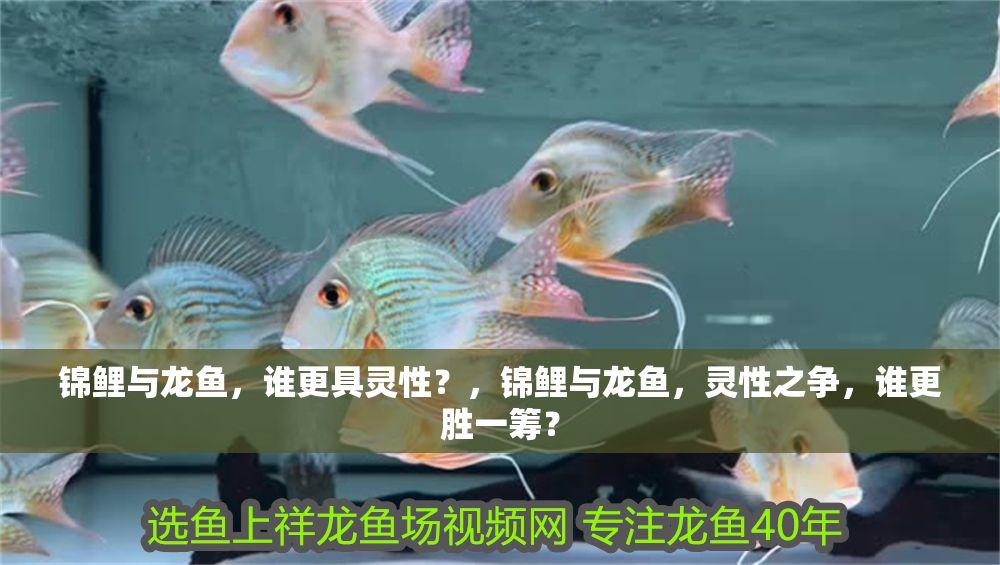 錦鯉與龍魚，誰更具靈性？，錦鯉與龍魚，靈性之爭，誰更勝一籌？
