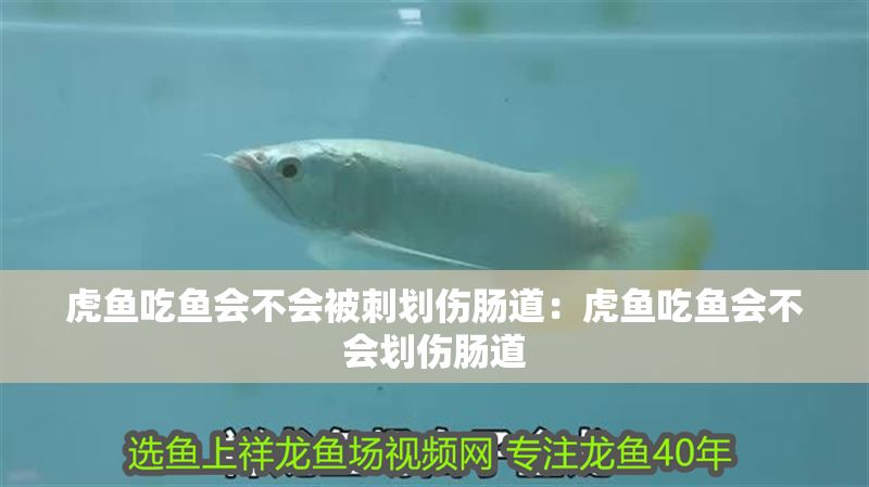 虎魚吃魚會不會被刺劃傷腸道：虎魚吃魚會不會劃傷腸道