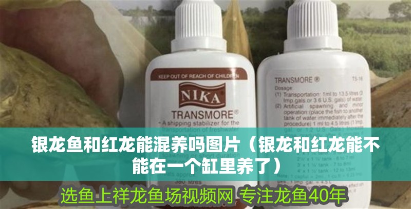 銀龍魚和紅龍能混養嗎圖片（銀龍和紅龍能不能在一個缸里養了）