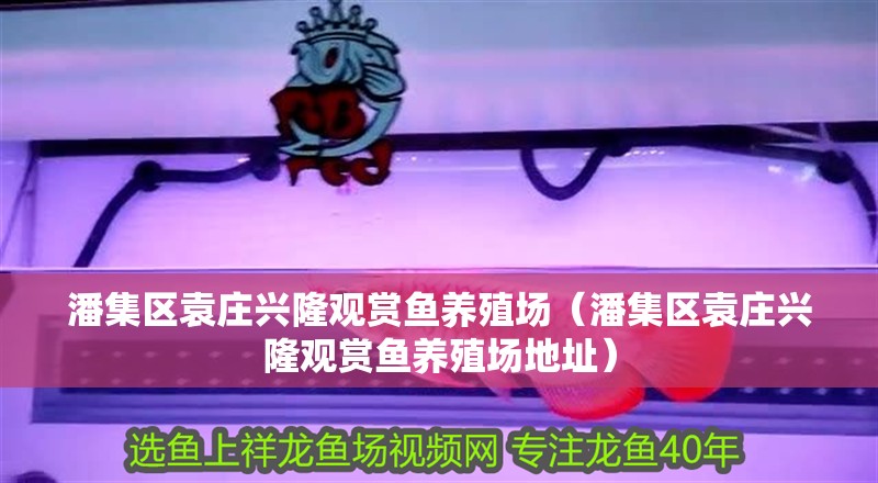 潘集區袁莊興隆觀賞魚養殖場（潘集區袁莊興隆觀賞魚養殖場地址）