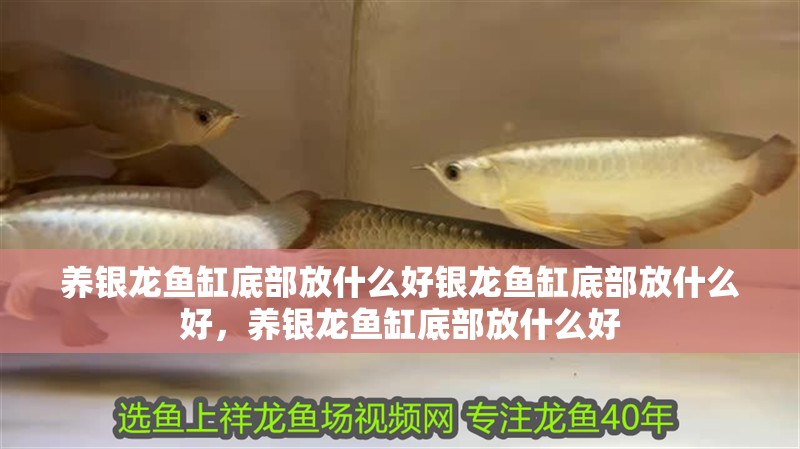 養(yǎng)銀龍魚缸底部放什么好銀龍魚缸底部放什么好，養(yǎng)銀龍魚缸底部放什么好